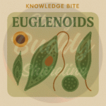 Euglenoids
